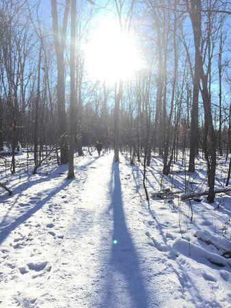 Jack Pine Trail